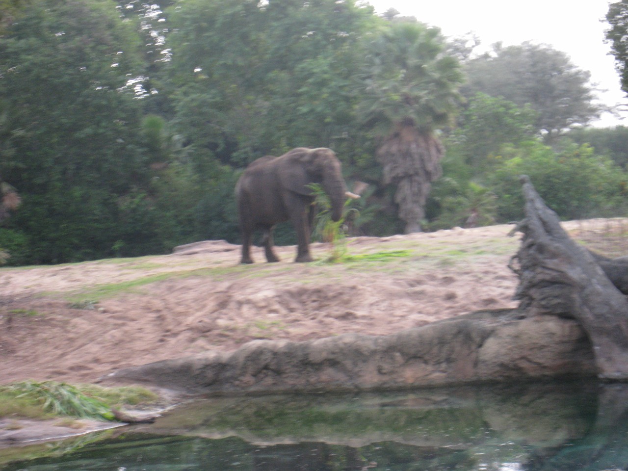 Vacation 2007-12 - Disney Parks  0478.jpg - The 2007-08 vacation to Florida included Disney World. We visited some of the larger theme Resorts along with Animal Kingdom and Disney Hollywood Studios.